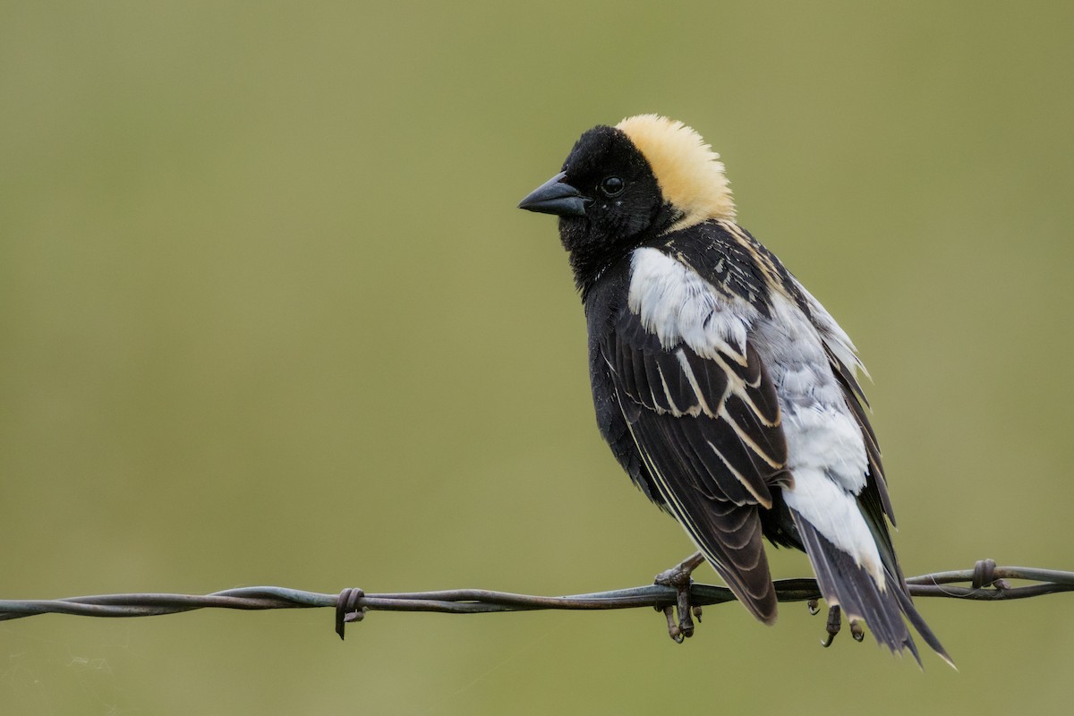 Bobolink - ML620230470