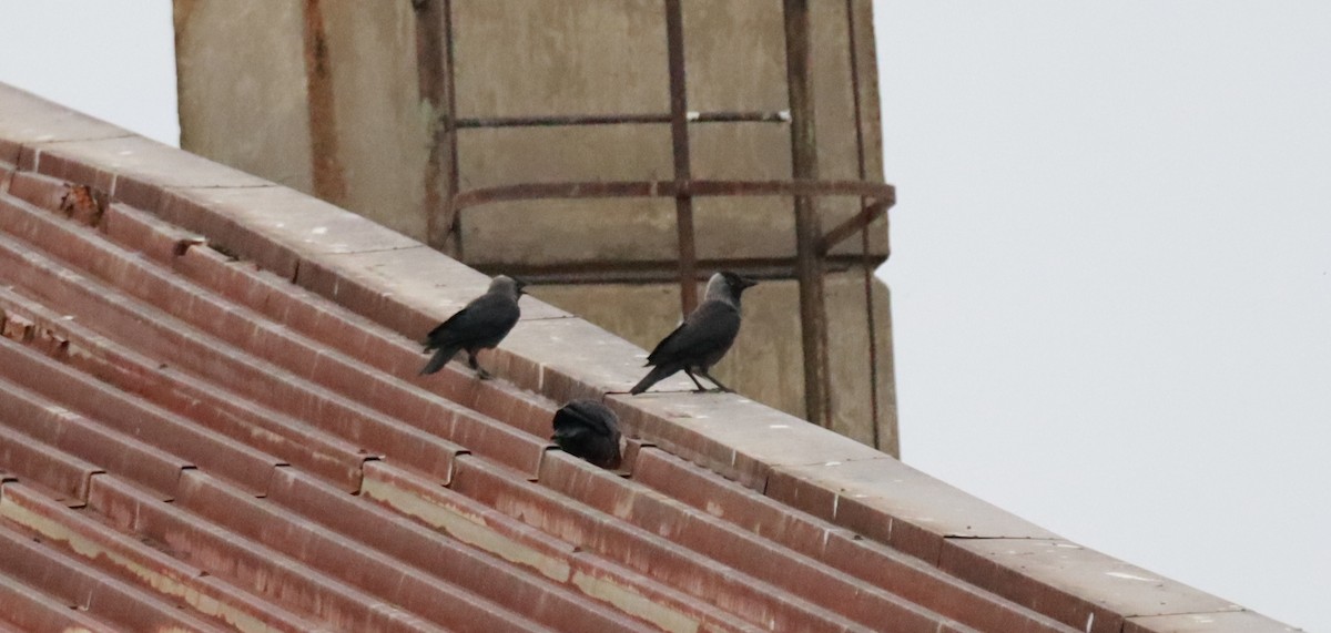 Eurasian Jackdaw - ML620230474