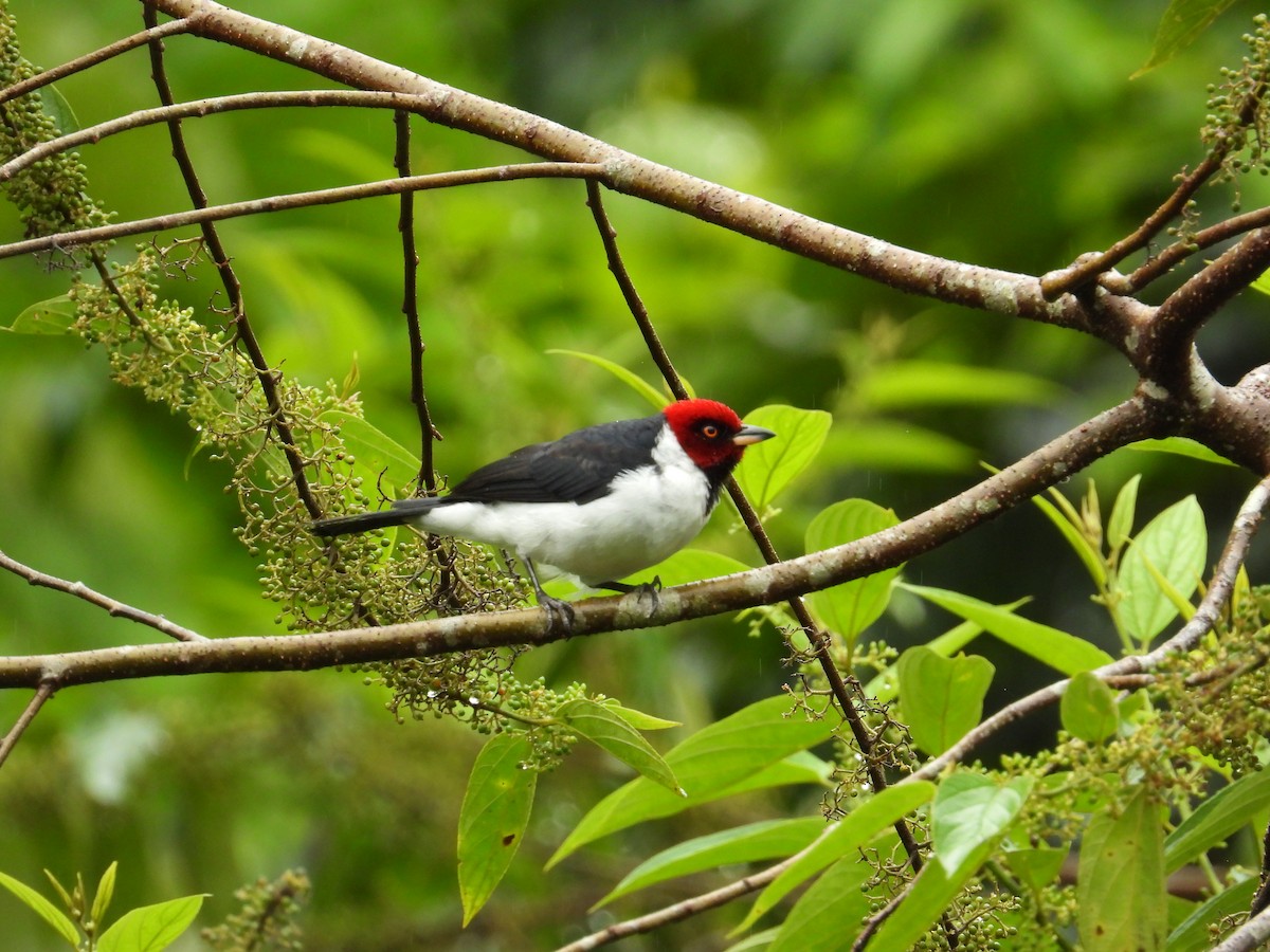 Red-capped Cardinal - ML620230482