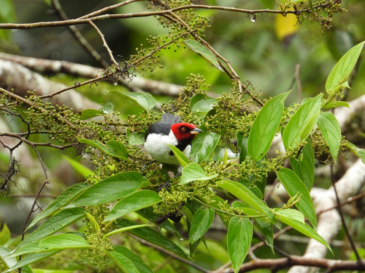 Red-capped Cardinal - ML620230483