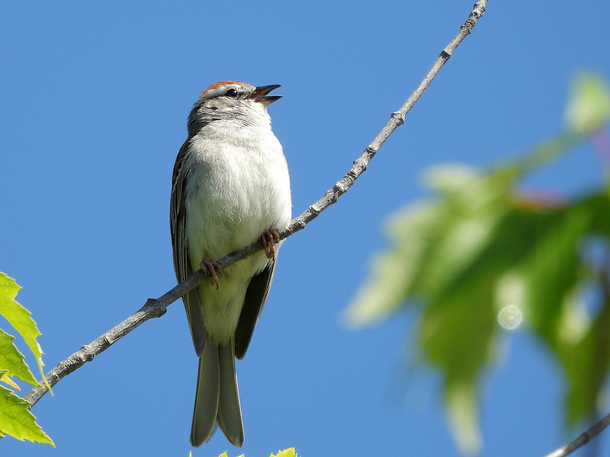 Chipping Sparrow - ML620230484