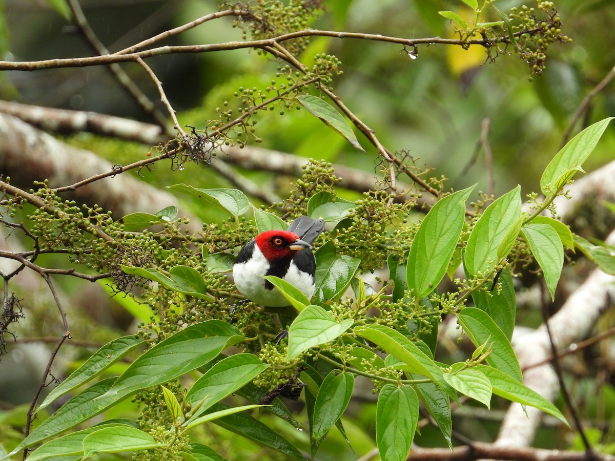 Red-capped Cardinal - ML620230485