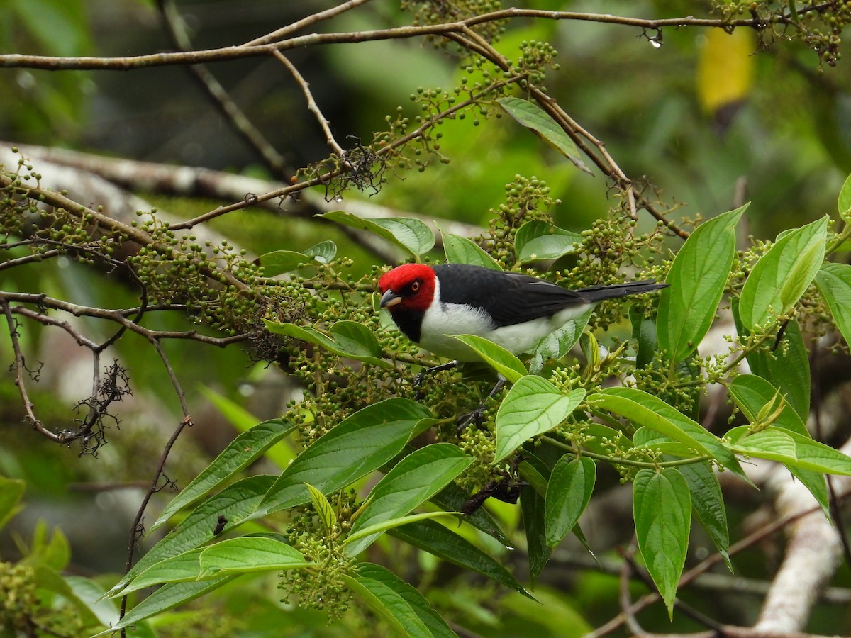 Red-capped Cardinal - ML620230486
