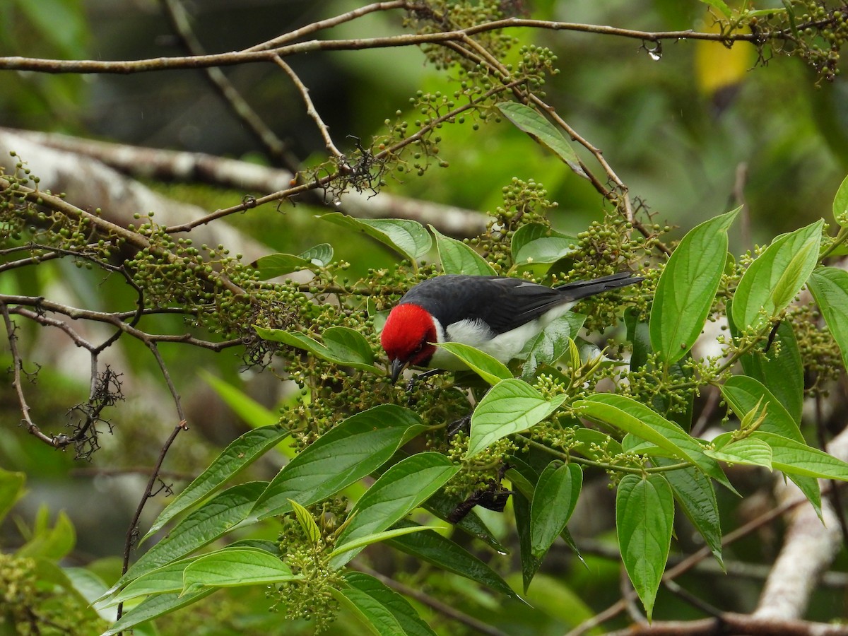 Red-capped Cardinal - ML620230488