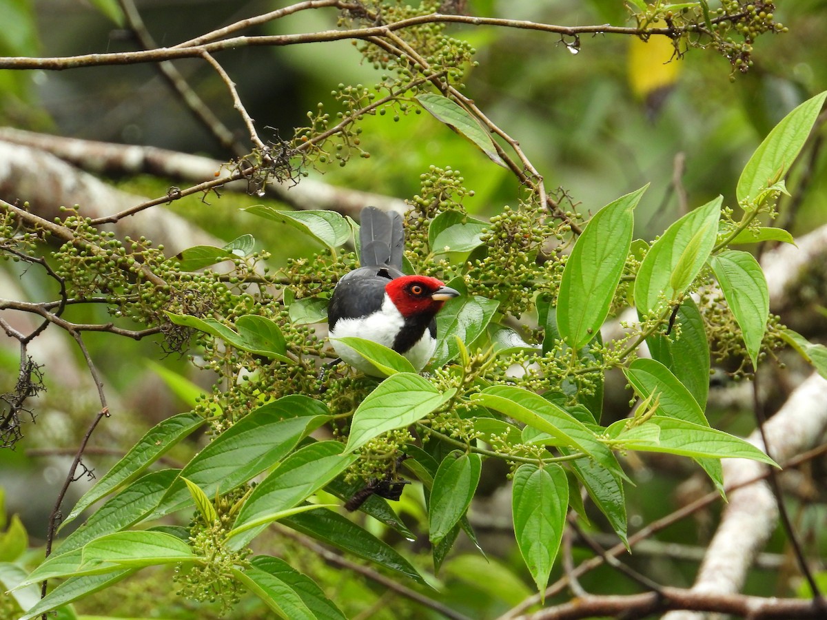 Red-capped Cardinal - ML620230489