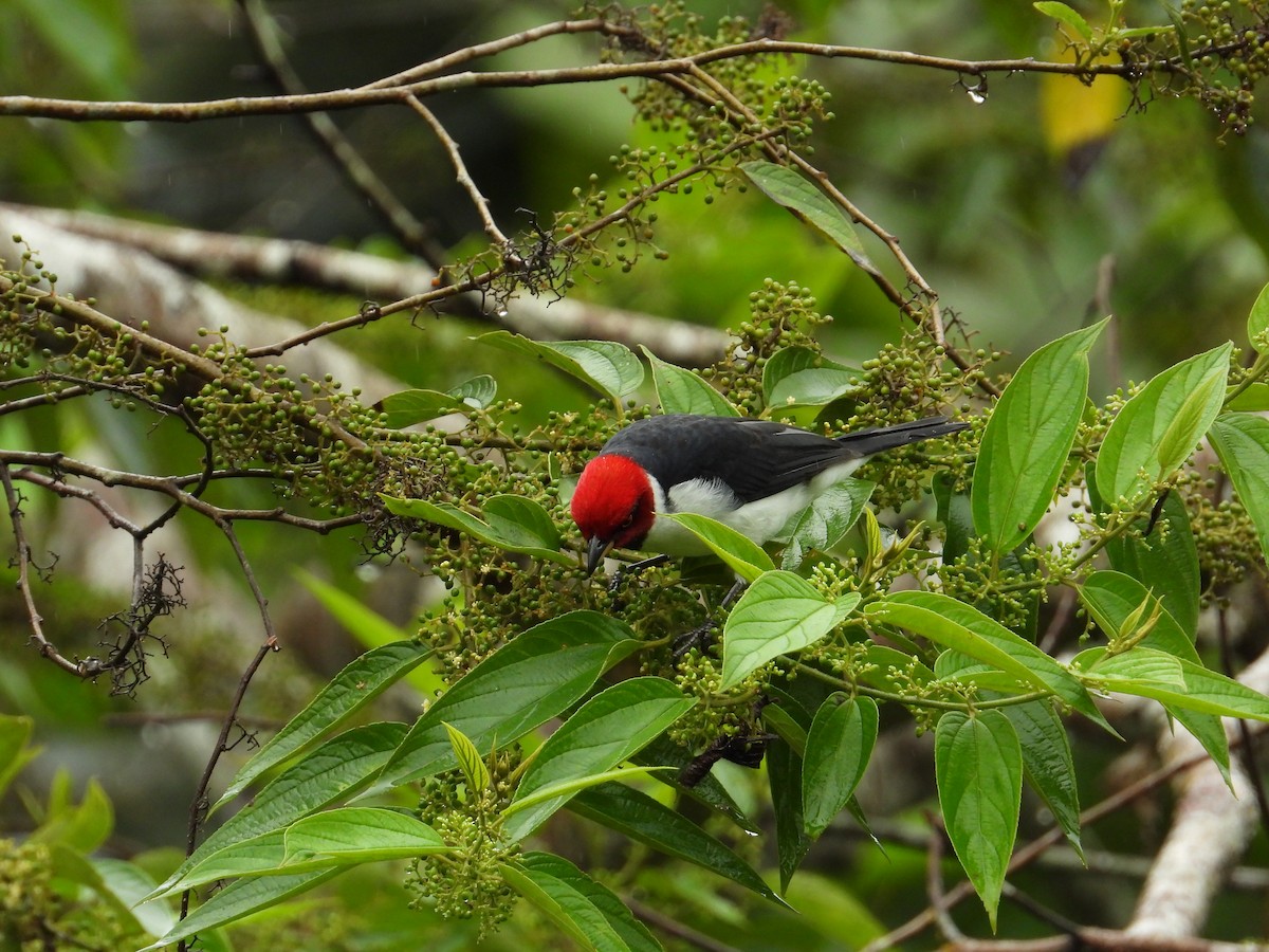 Red-capped Cardinal - ML620230490