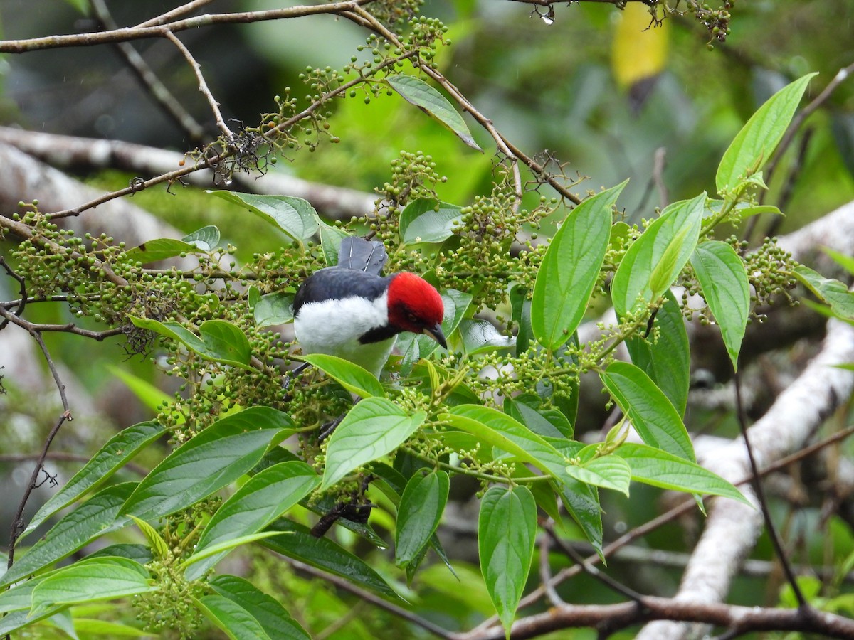 Red-capped Cardinal - ML620230491