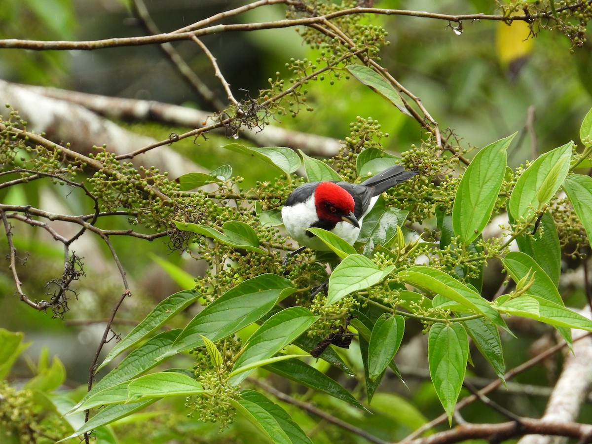 Red-capped Cardinal - ML620230494