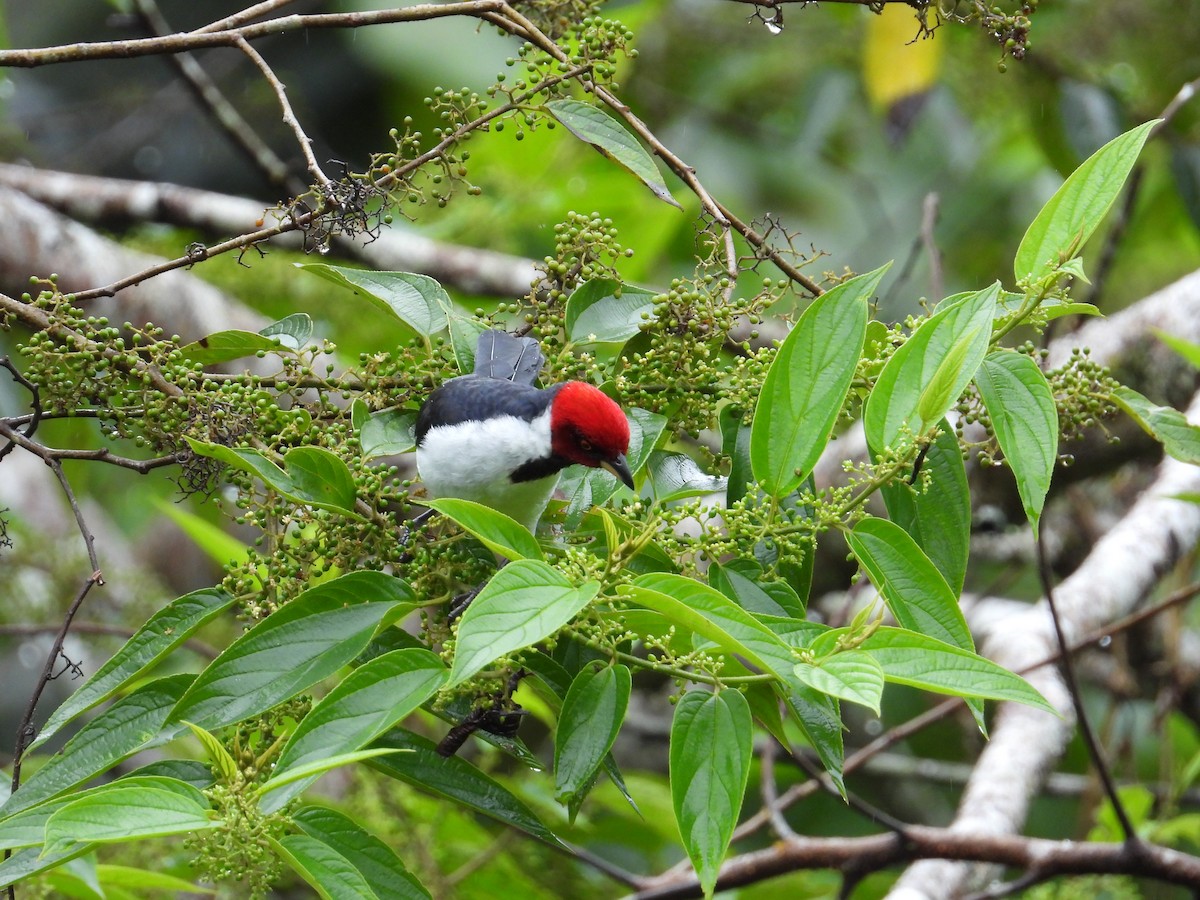 Red-capped Cardinal - ML620230497