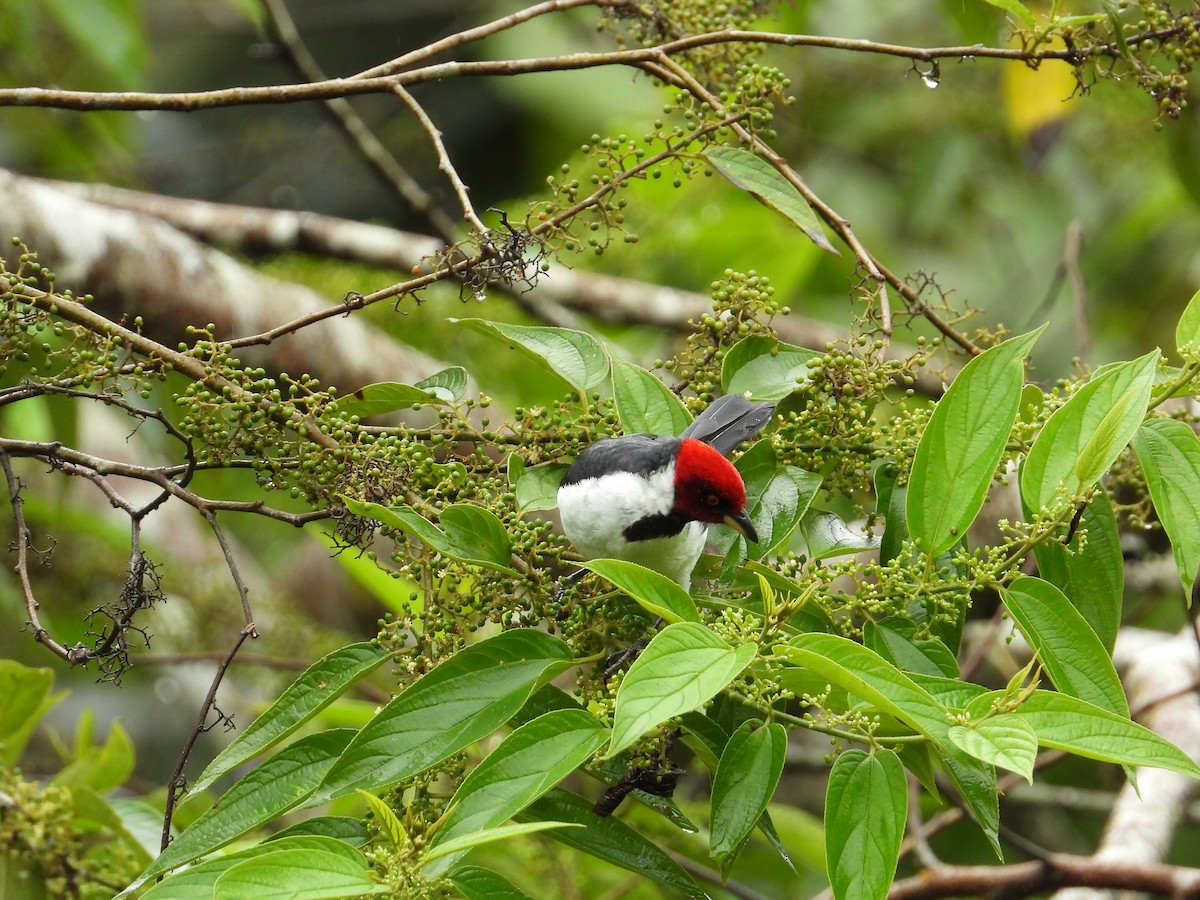 Red-capped Cardinal - ML620230499