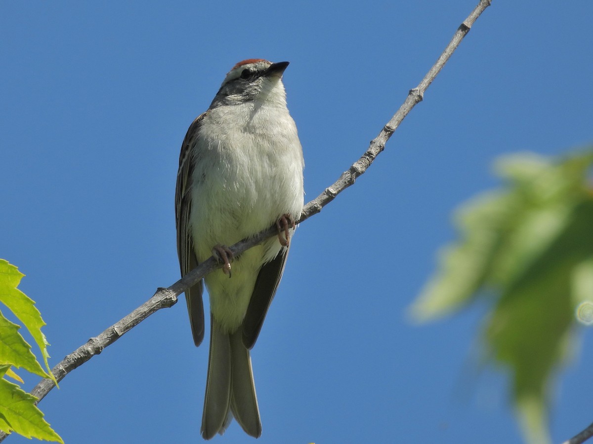 Chipping Sparrow - ML620230505