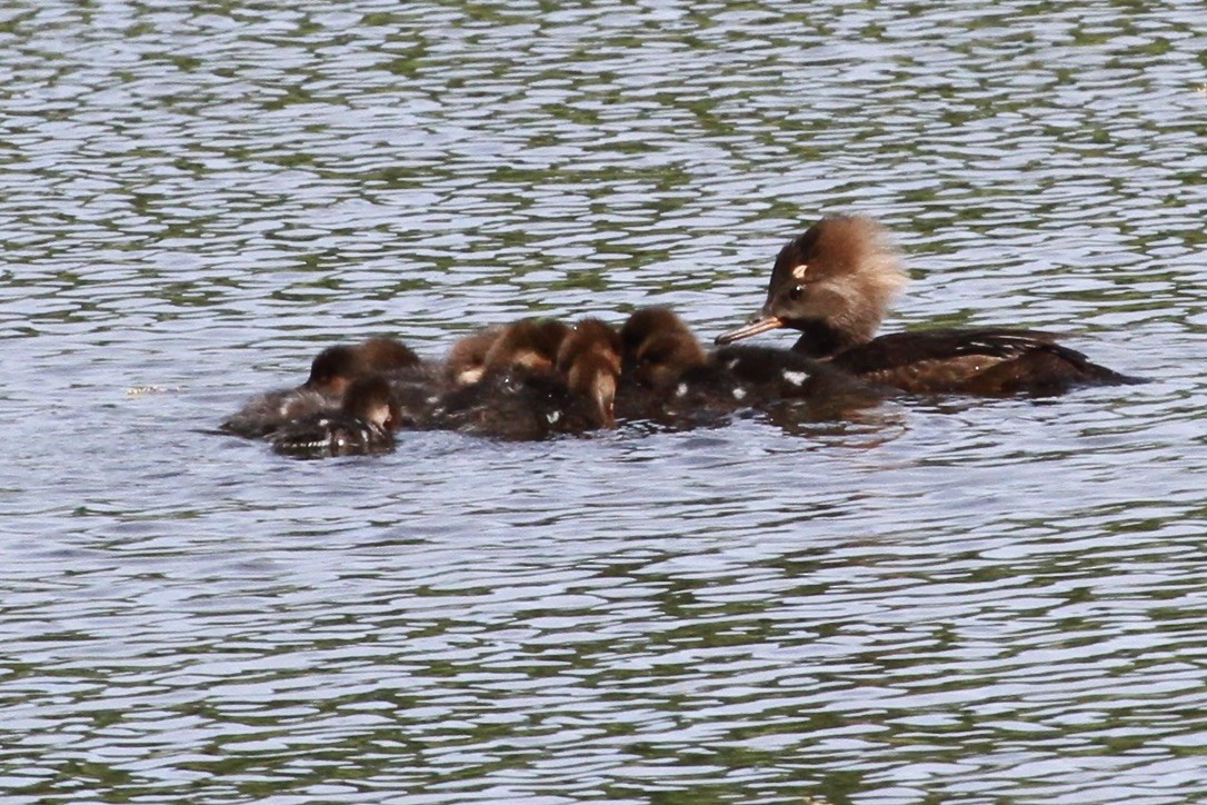 Hooded Merganser - ML620230506