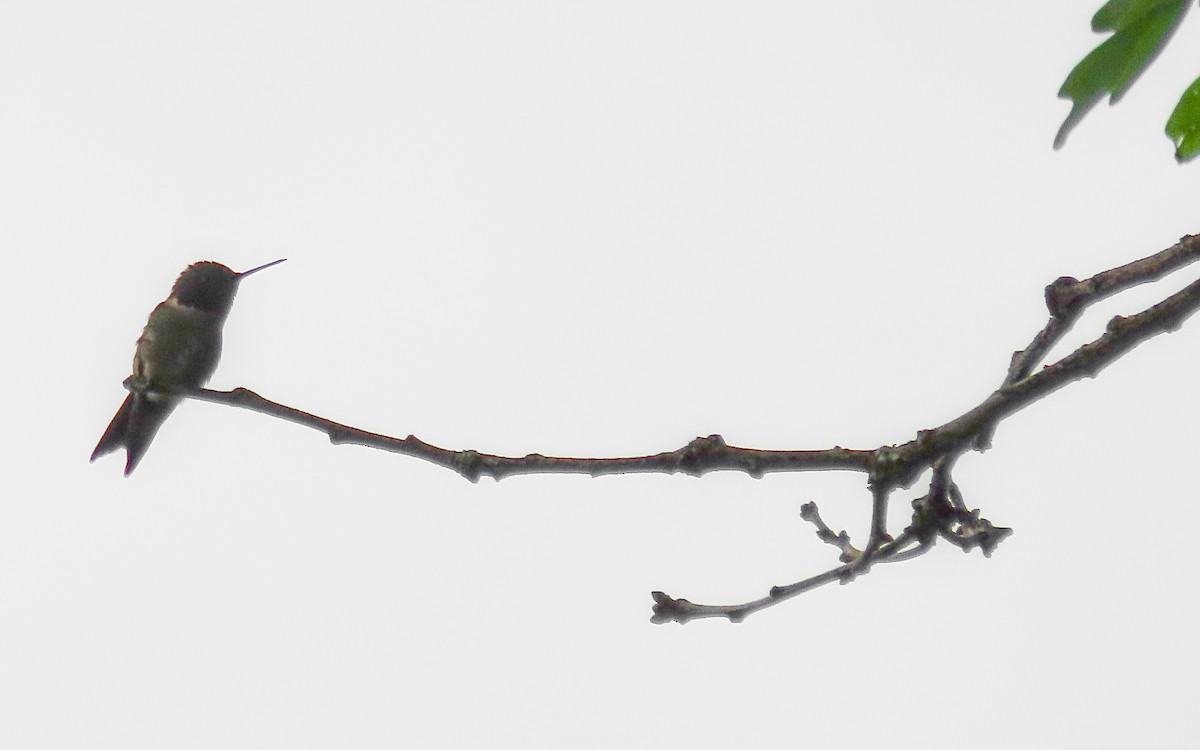 Рубиновогорлый колибри - ML620230507