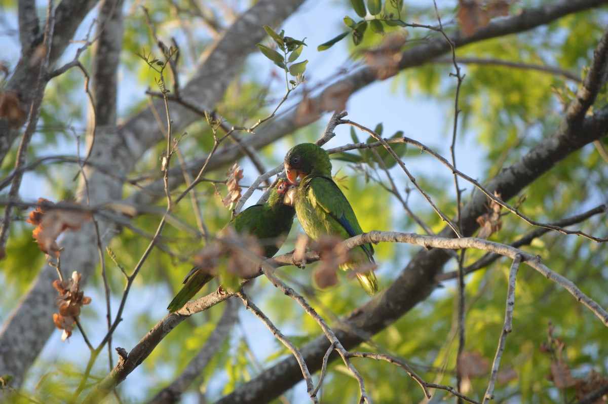 White-fronted Parrot - ML620230525