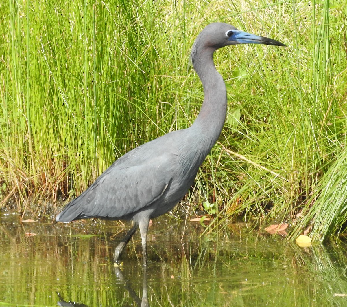 Little Blue Heron - ML620230532