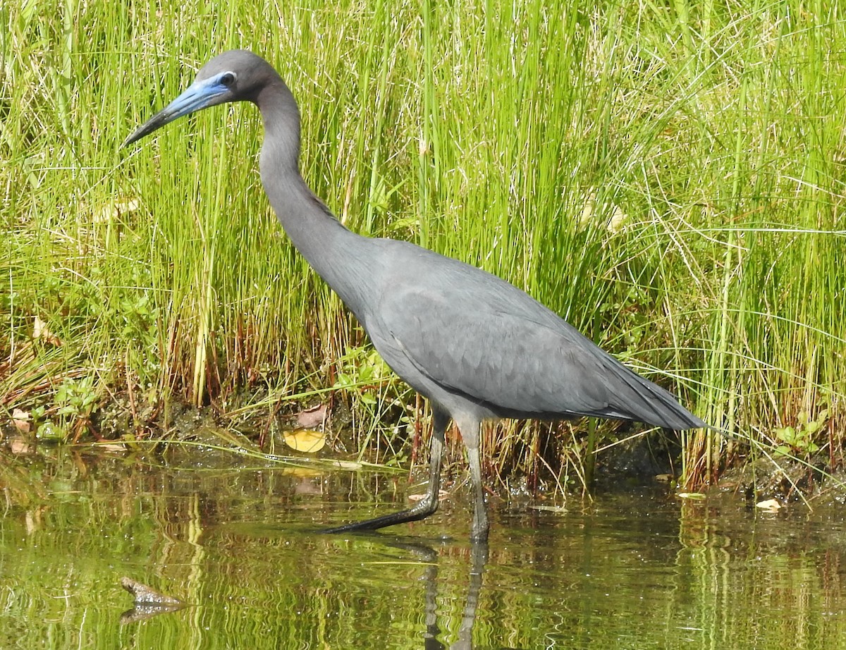 Little Blue Heron - ML620230534