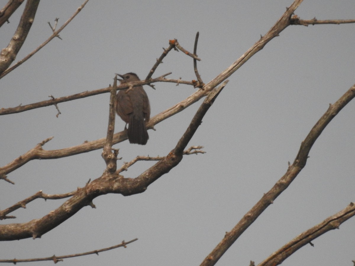 Gray Catbird - ML620230537