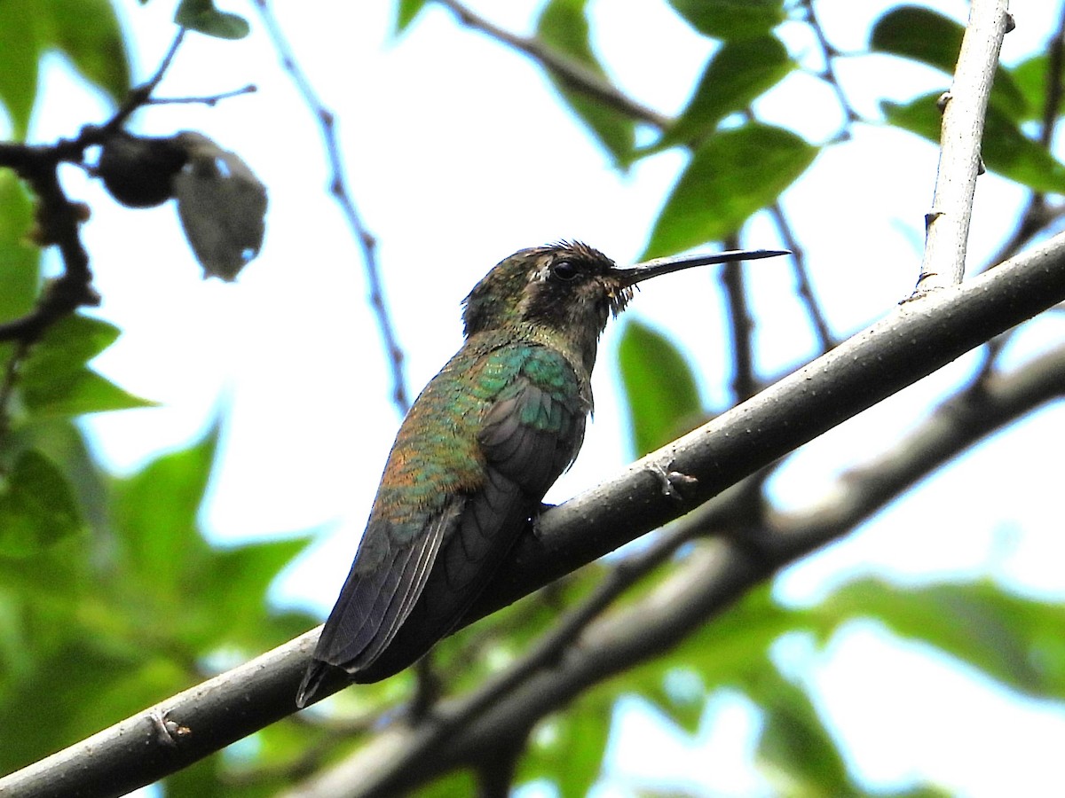 kolibřík blankytohrdlý - ML620230552