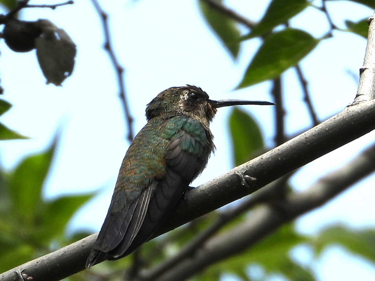 Blue-throated Mountain-gem - ML620230553