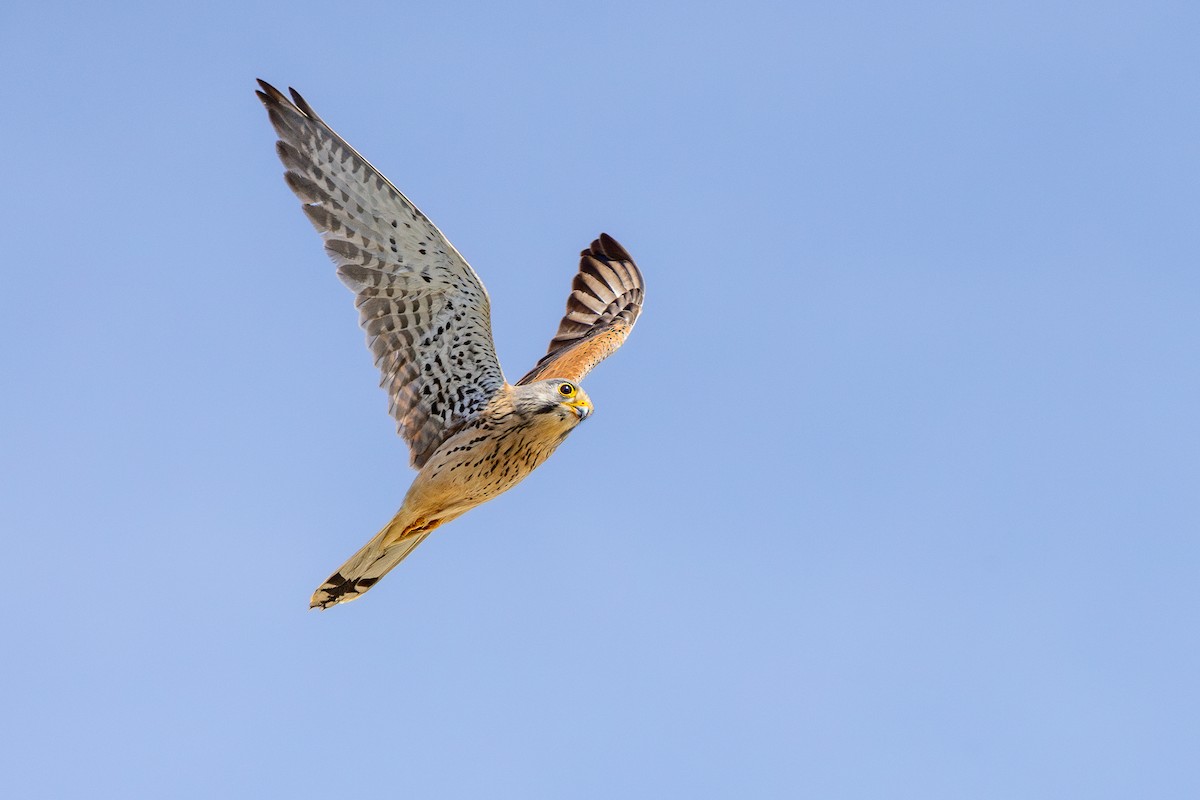 Eurasian Kestrel - Marcin Dyduch