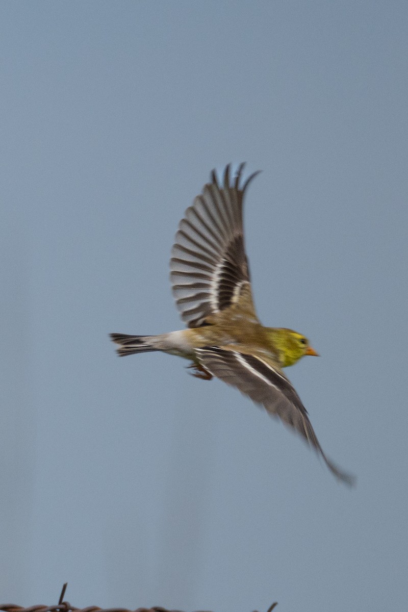 American Goldfinch - ML620230556