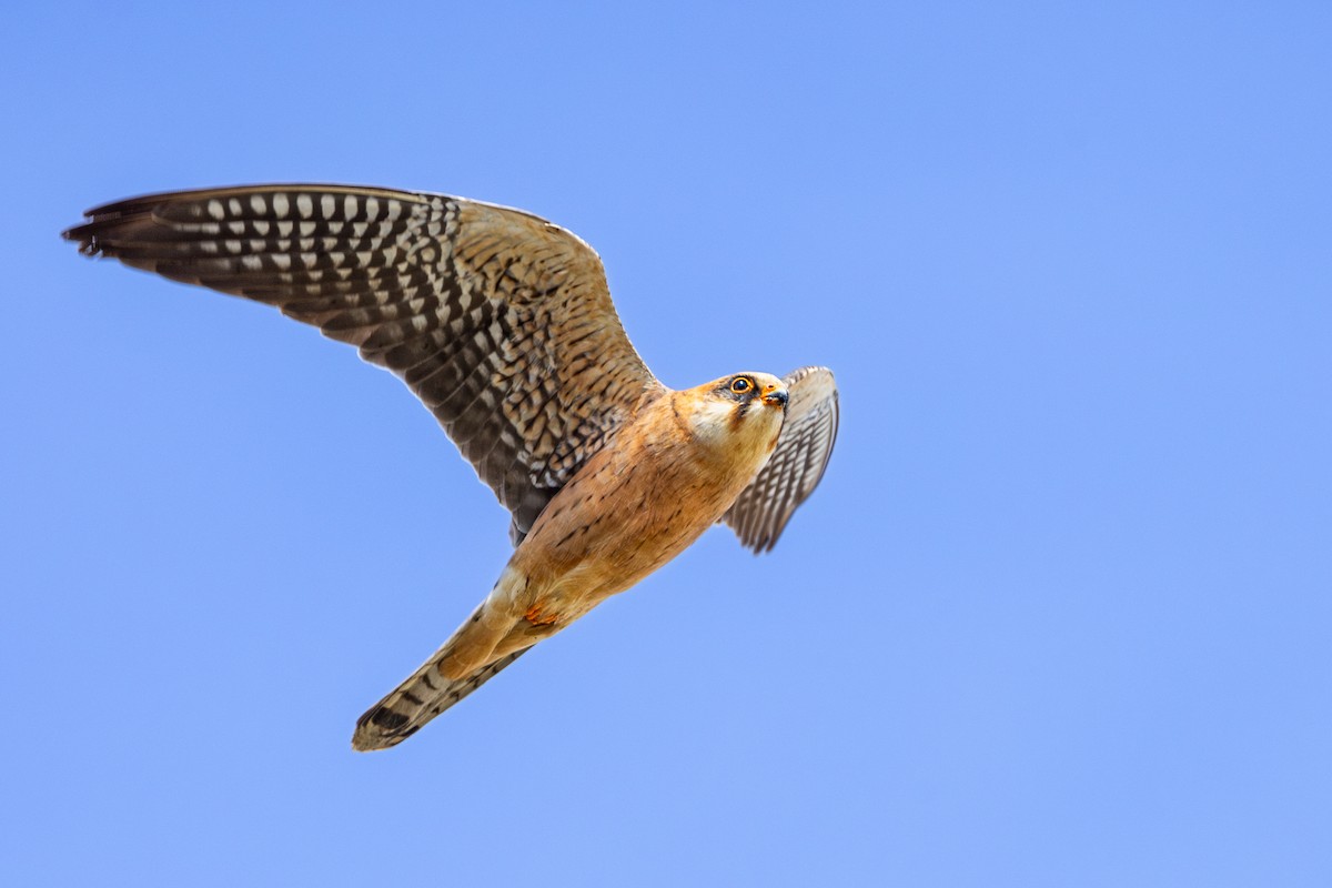 Red-footed Falcon - ML620230561