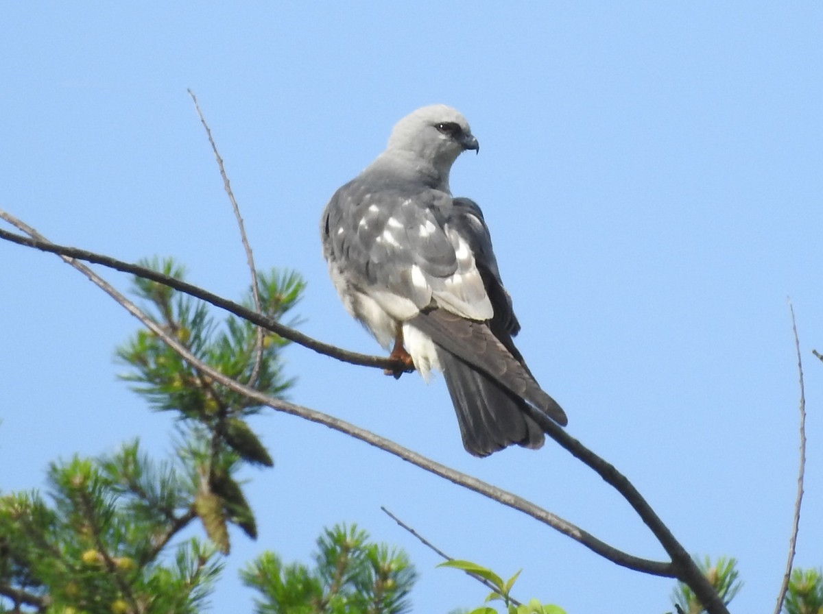 Mississippi Kite - ML620230565