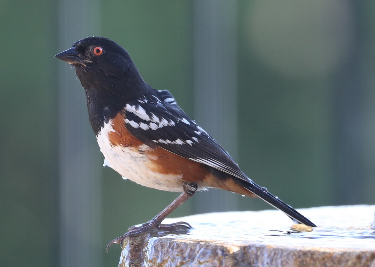 Spotted Towhee - ML620230576