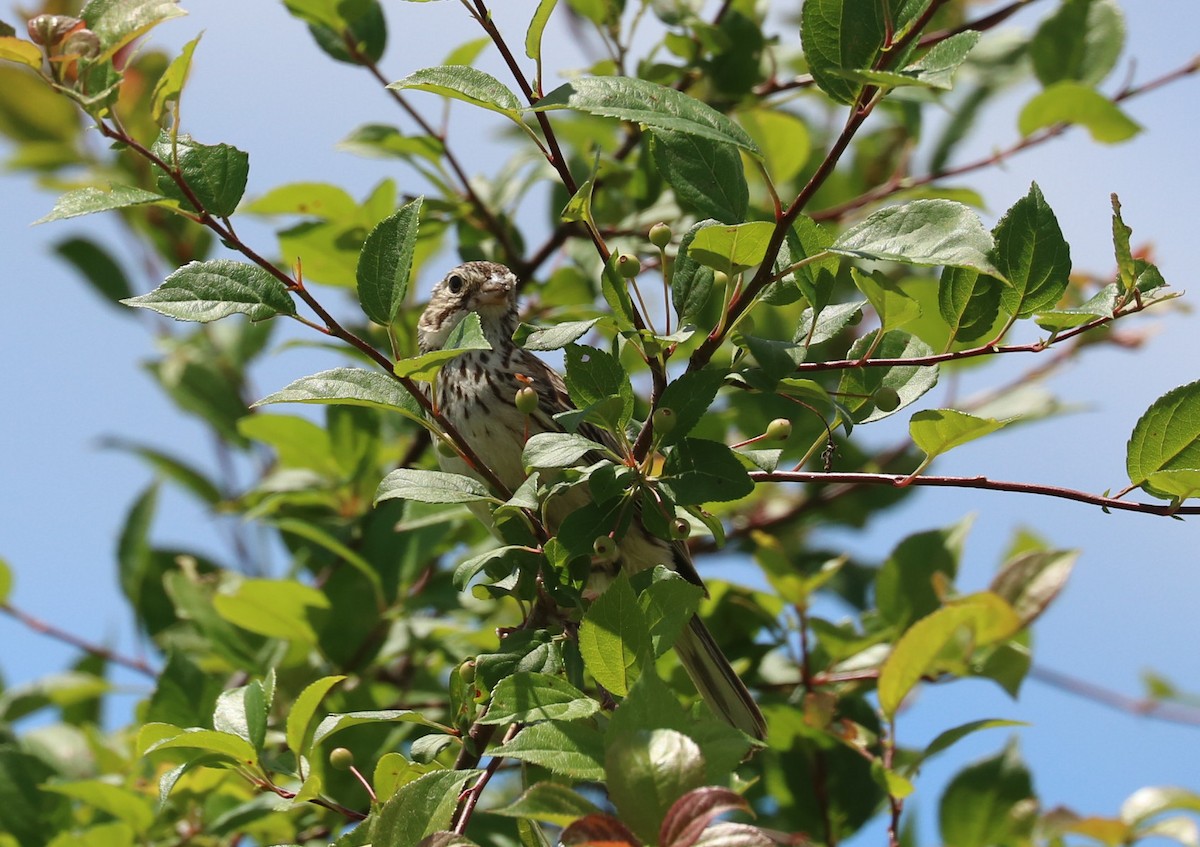 Vesper Sparrow - ML620230578