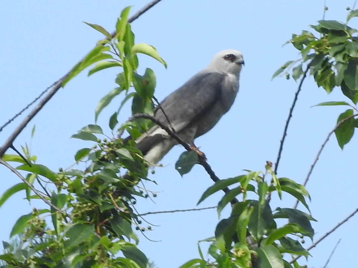 Mississippi Kite - ML620230590