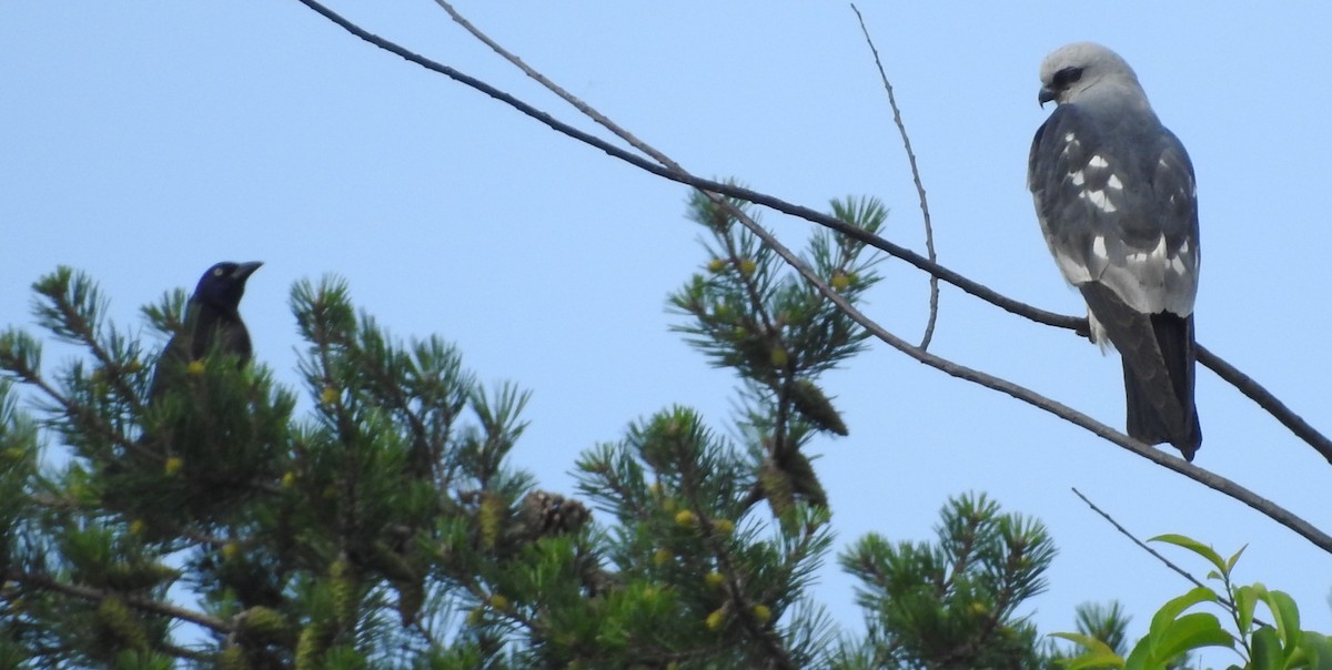 Mississippi Kite - ML620230591