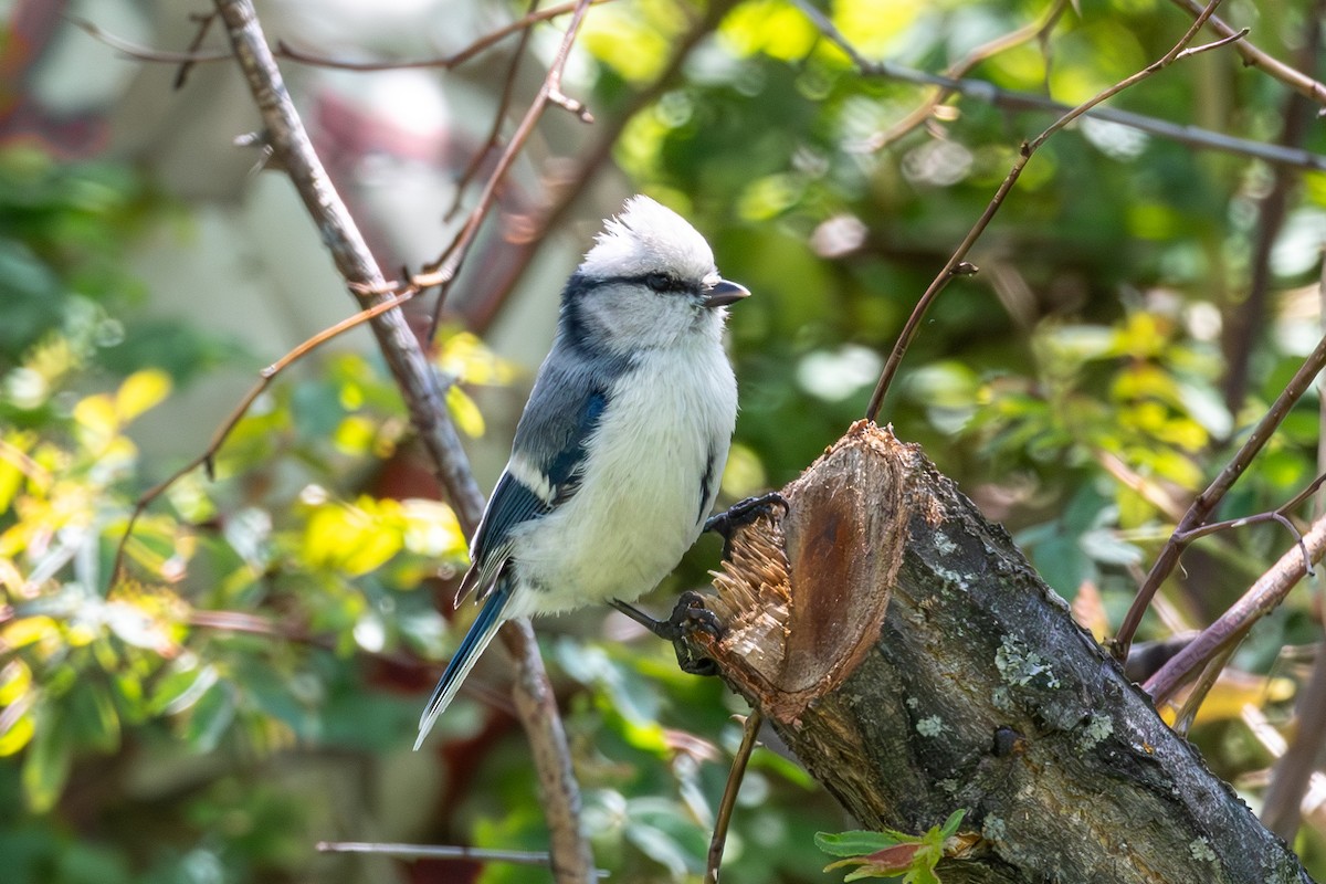 Azure Tit (Azure) - ML620230599