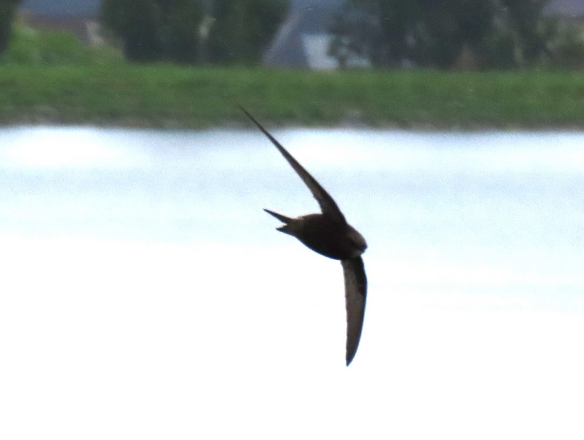 Common Swift - ML620230600