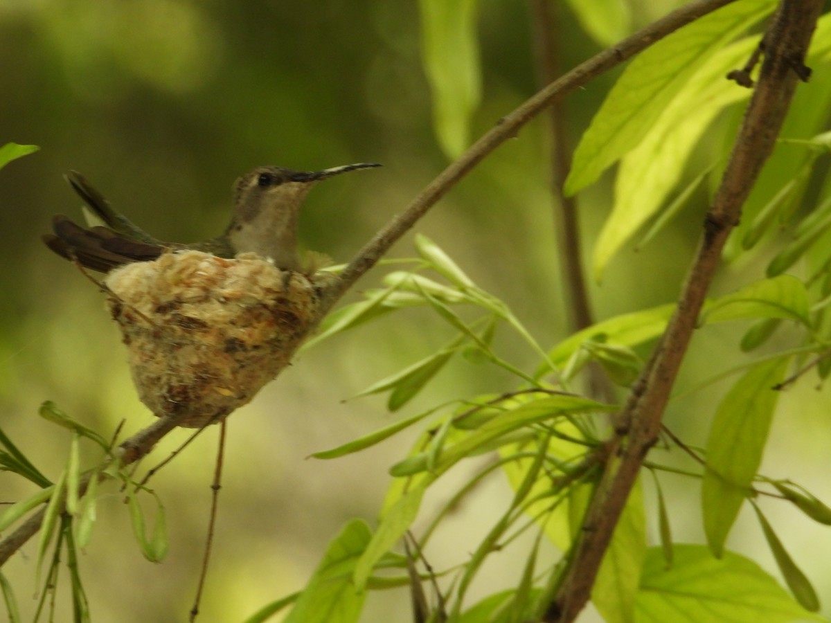 Black-chinned Hummingbird - ML620230608