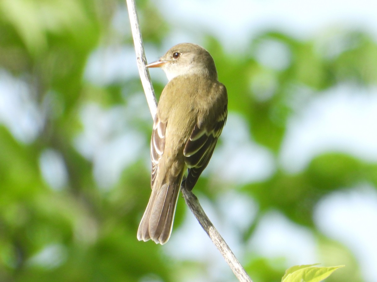 Alder Flycatcher - ML620230609