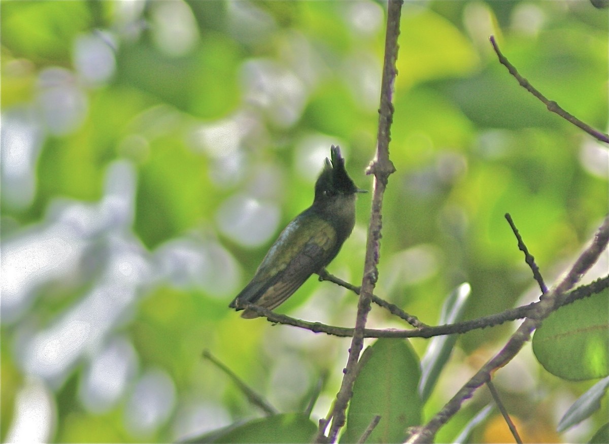 Antillean Crested Hummingbird - ML620230622