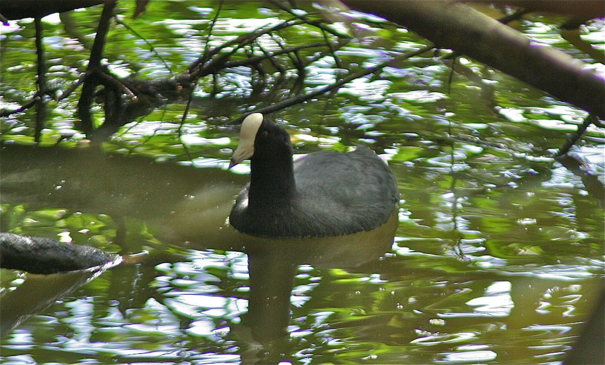 American Coot (White-shielded) - ML620230630