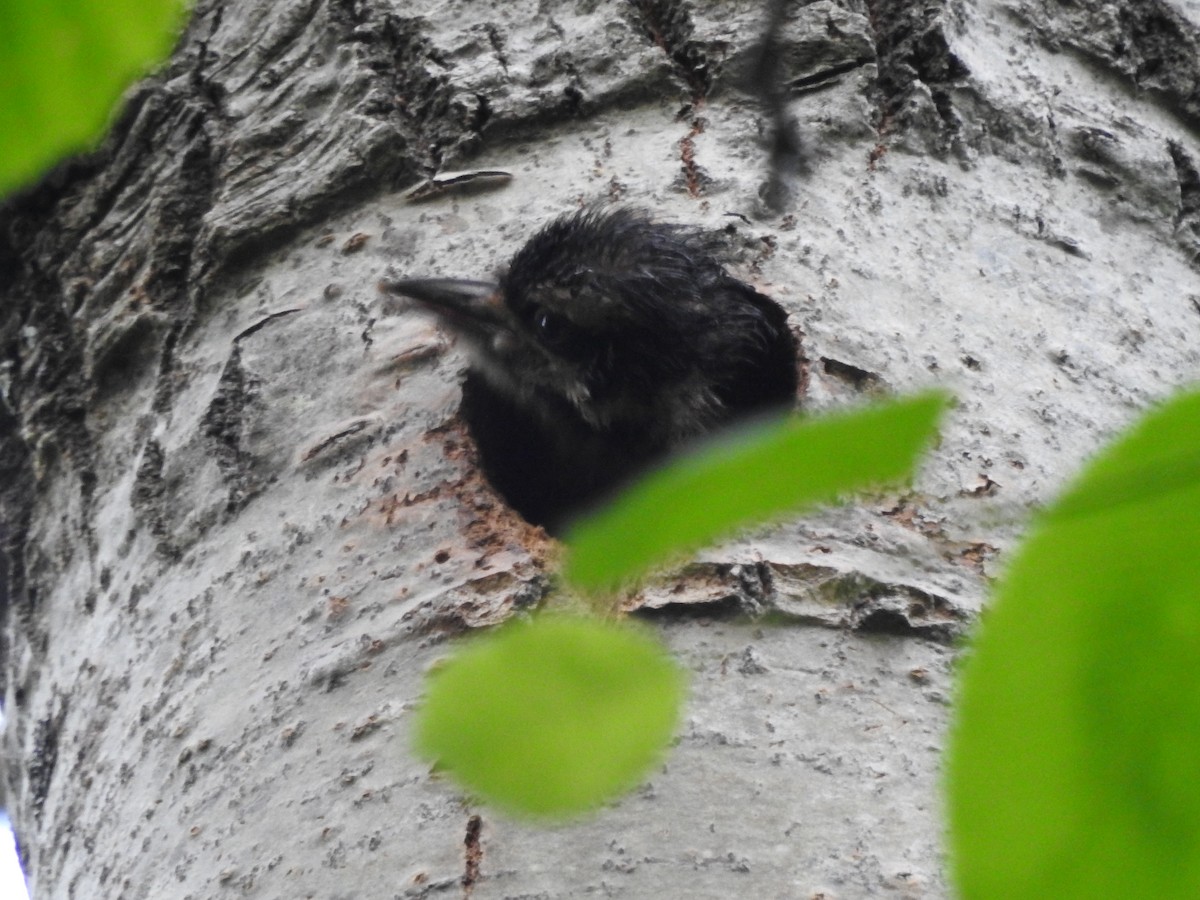 Hairy Woodpecker - ML620230634