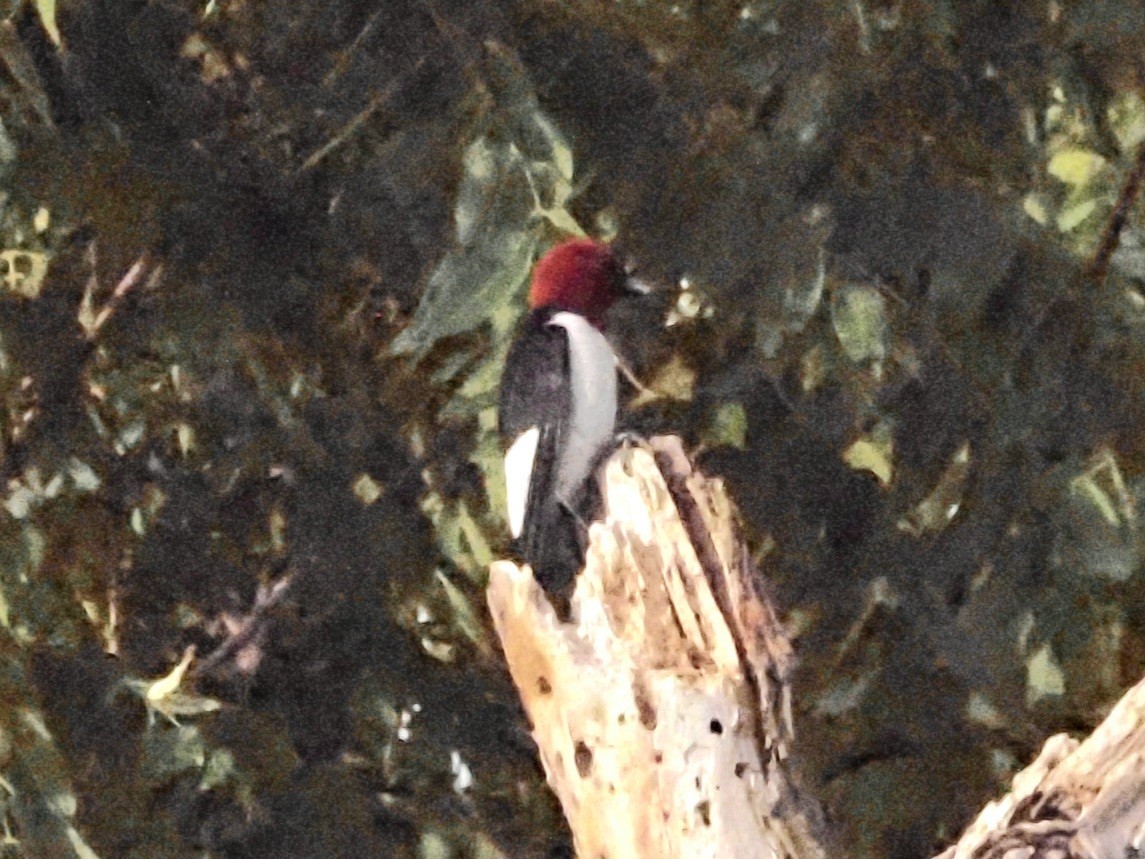 Red-headed Woodpecker - ML620230646