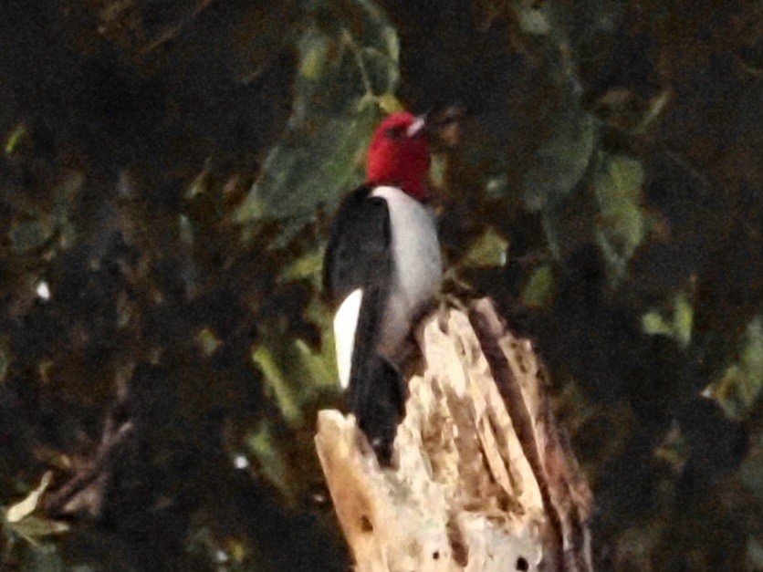 Red-headed Woodpecker - ML620230647