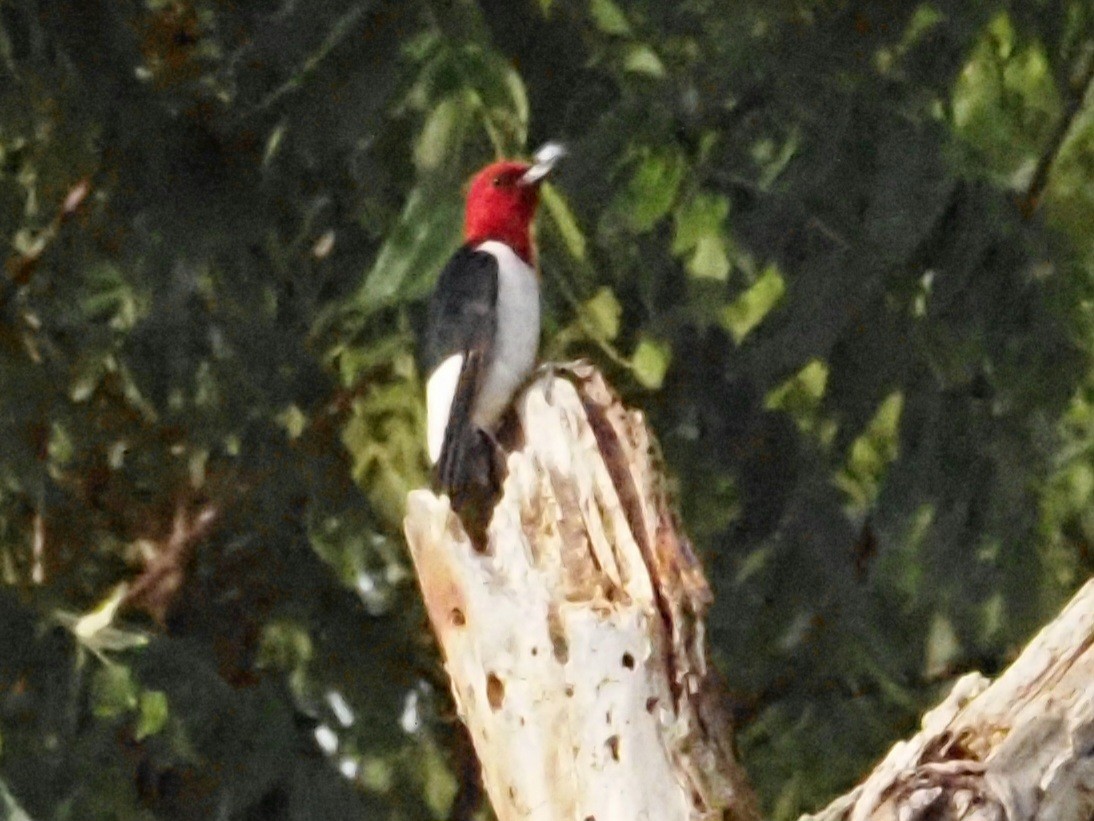 Red-headed Woodpecker - ML620230648
