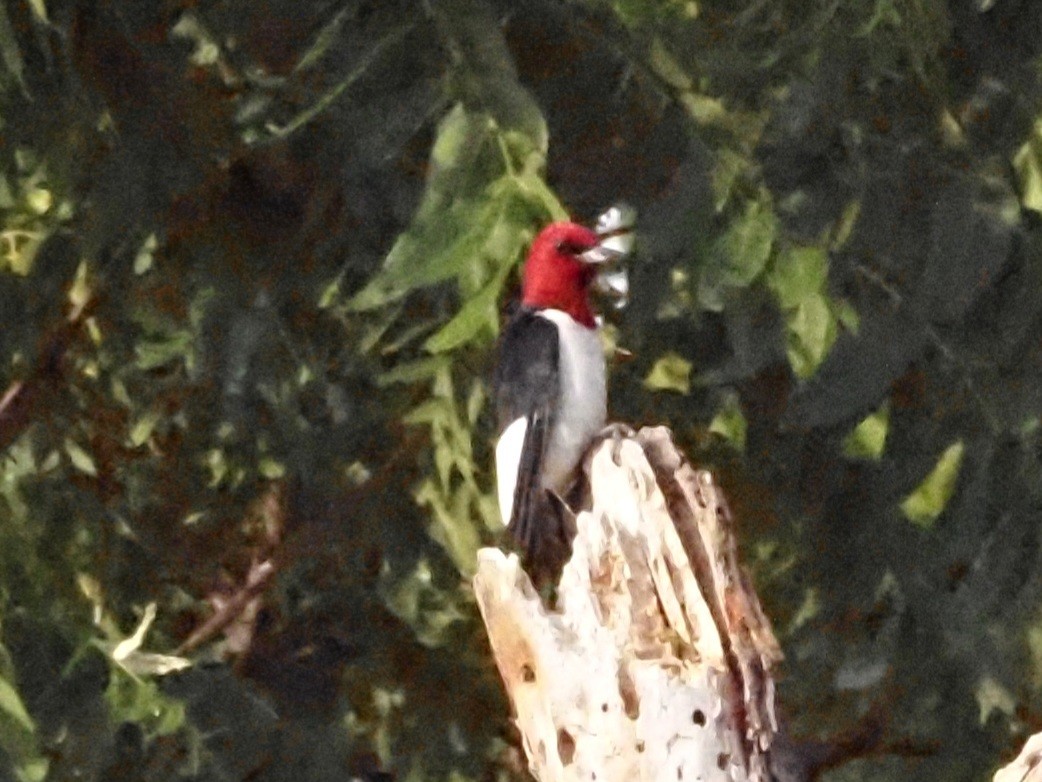 Red-headed Woodpecker - ML620230649