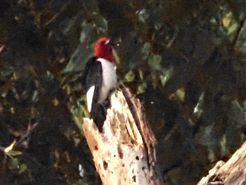 Red-headed Woodpecker - ML620230650