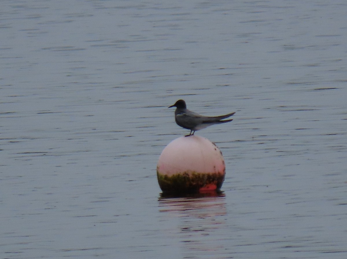 Black Tern - ML620230651