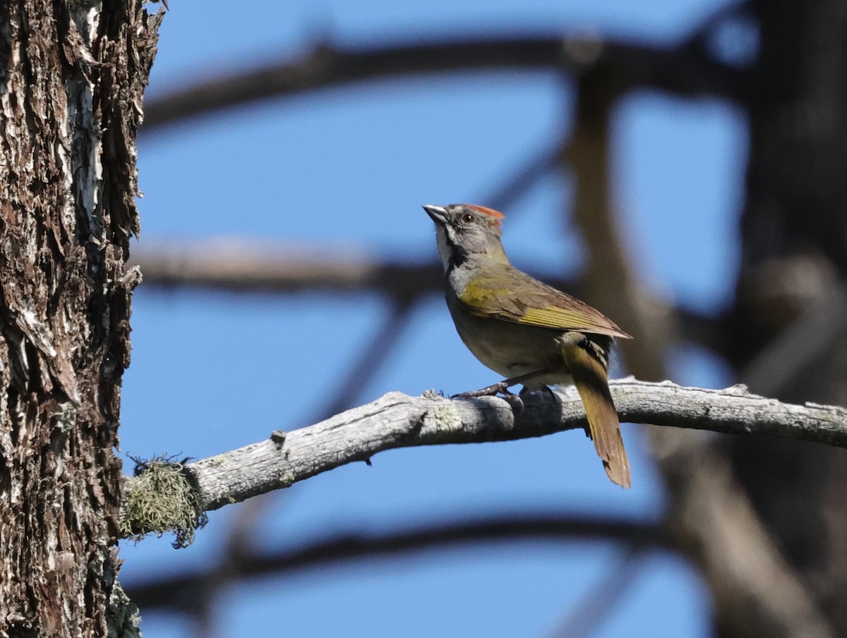 Green-tailed Towhee - ML620230652