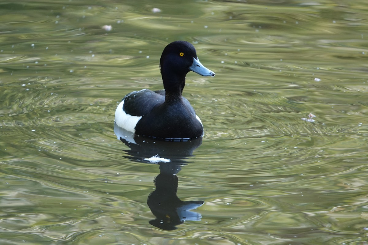 Tufted Duck - ML620230653