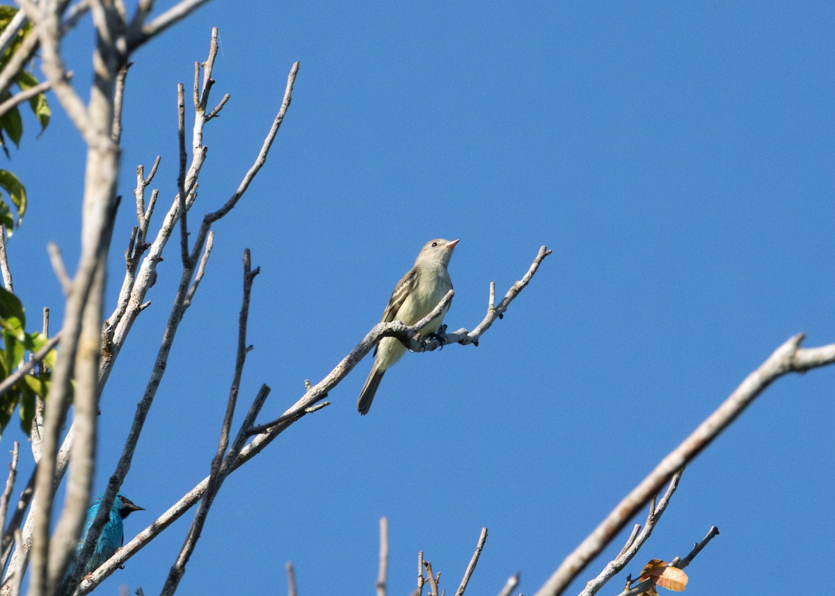 Lesser Elaenia - ML620230660