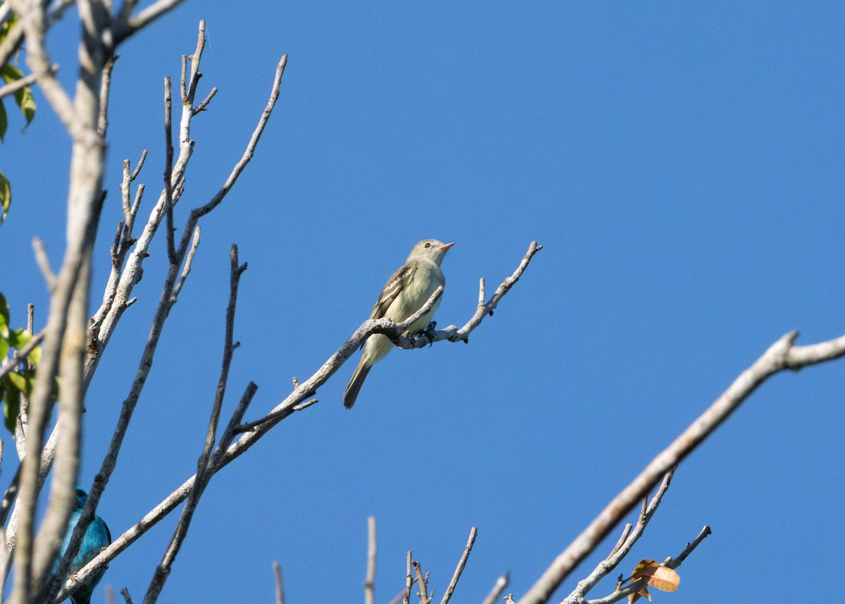 Lesser Elaenia - Silvia Faustino Linhares