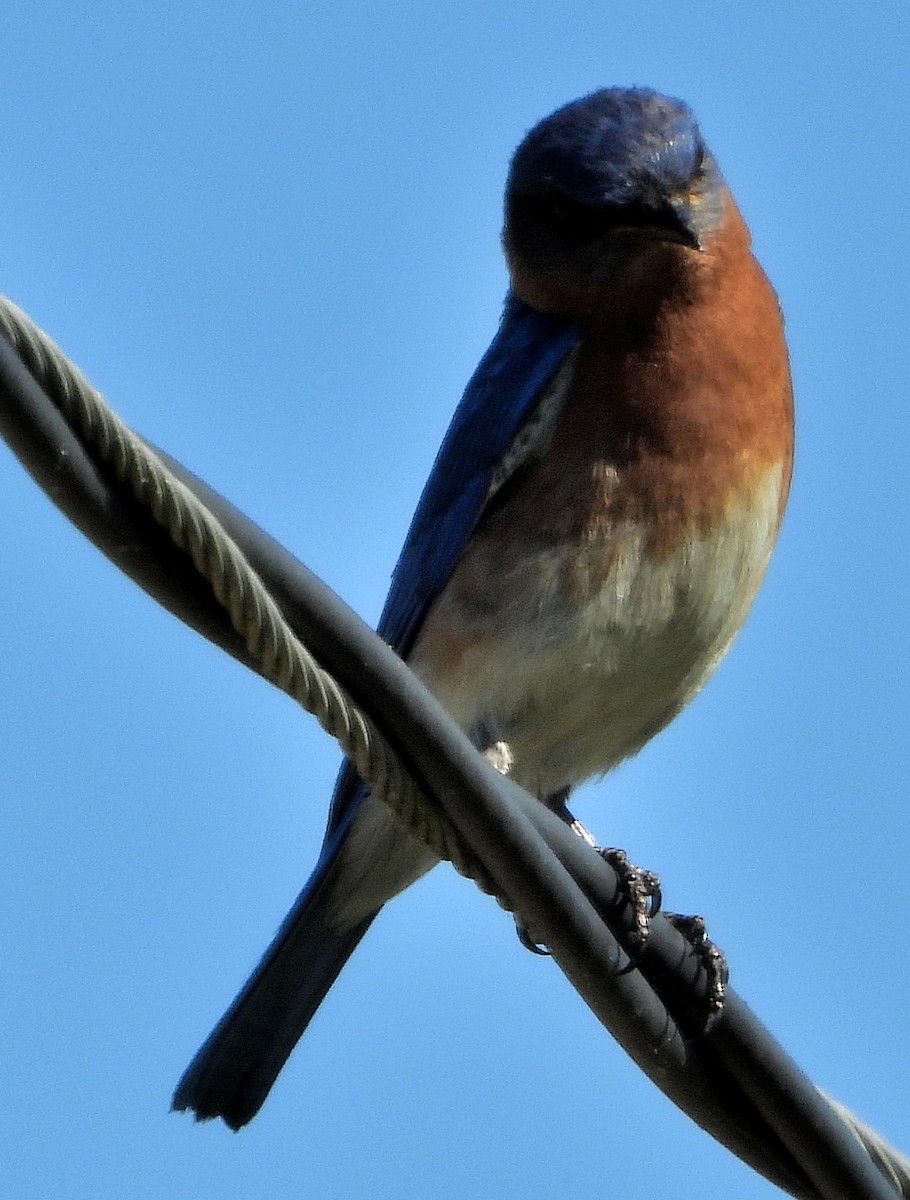 Eastern Bluebird - ML620230671