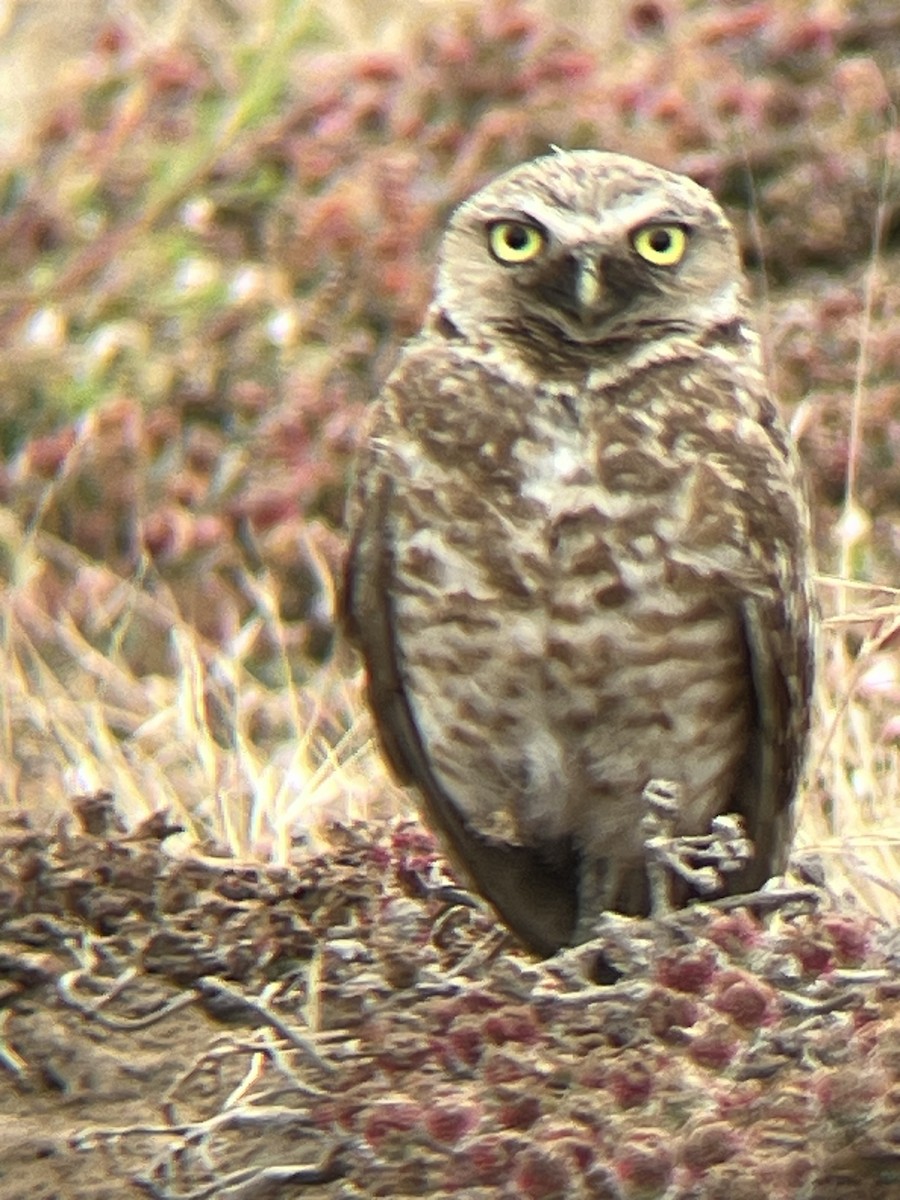 Burrowing Owl - ML620230676